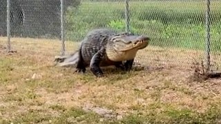 Hissing 12ft-long alligator blocks path to school in Florida