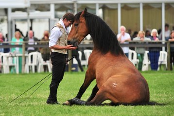 Atkinson Action Horses