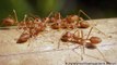 Red fire ants in Italy threaten Europe