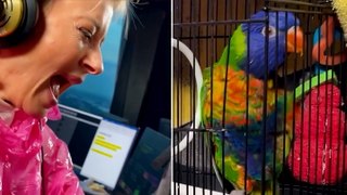 Radio presenter attacked by bird live on air