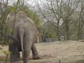 Dancing Elephant