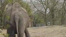 Dancing Elephant