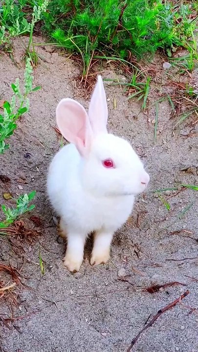 Cute Rabbit angry