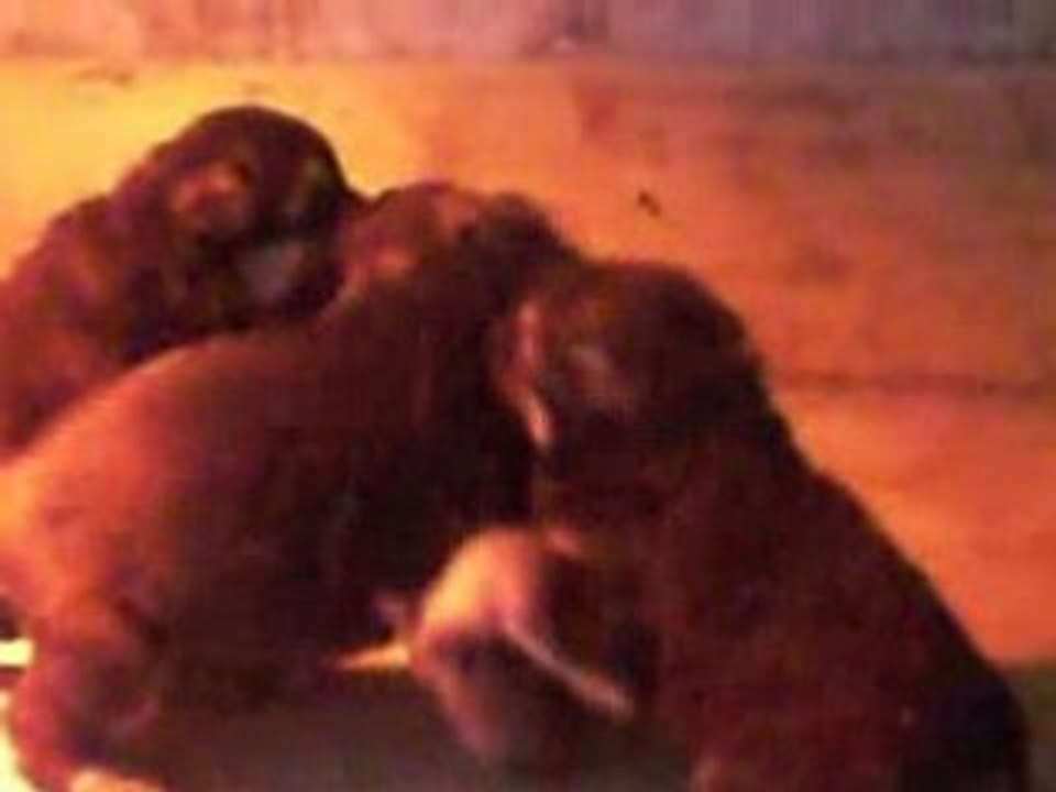 chiots Berger-Allemand de trois semaines