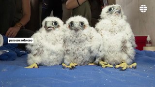 17 parejas de halcones peregrinos anidan en algunos de los edificios más altos de Madrid