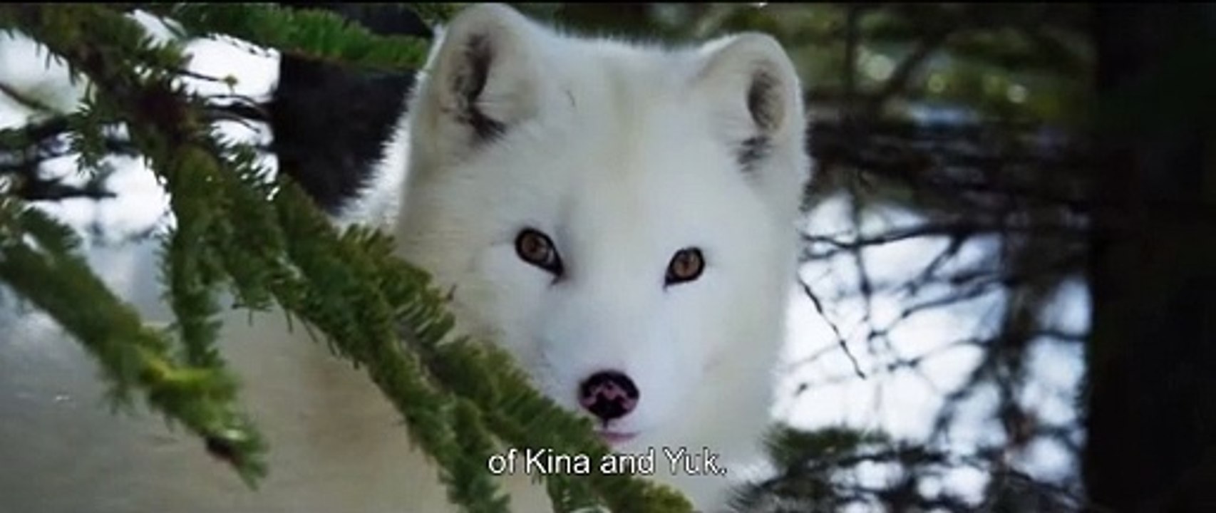 Die Abenteuer von Kina & Yuk Trailer OmeU