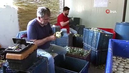 Günde yaklaşık bin 200 enginar soyarak asgari ücretin 4 katı kazanç elde ediyorlar