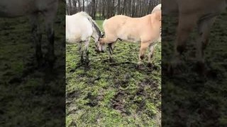 Horse's Hoof Gets Stuck in Halter of Another Horse