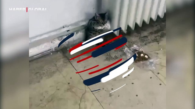 Yalnızlığı dert edinen kedi teselliyi kendini kaloriferin kollarına atmakta buldu