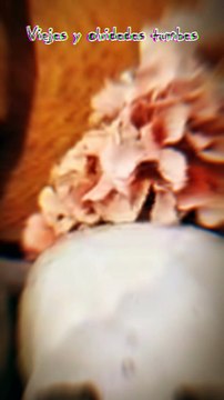 Viejas y olvidadas tumbas, en algún cementerio