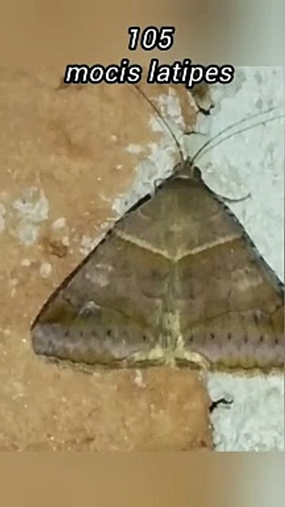 mocis latipes (105)