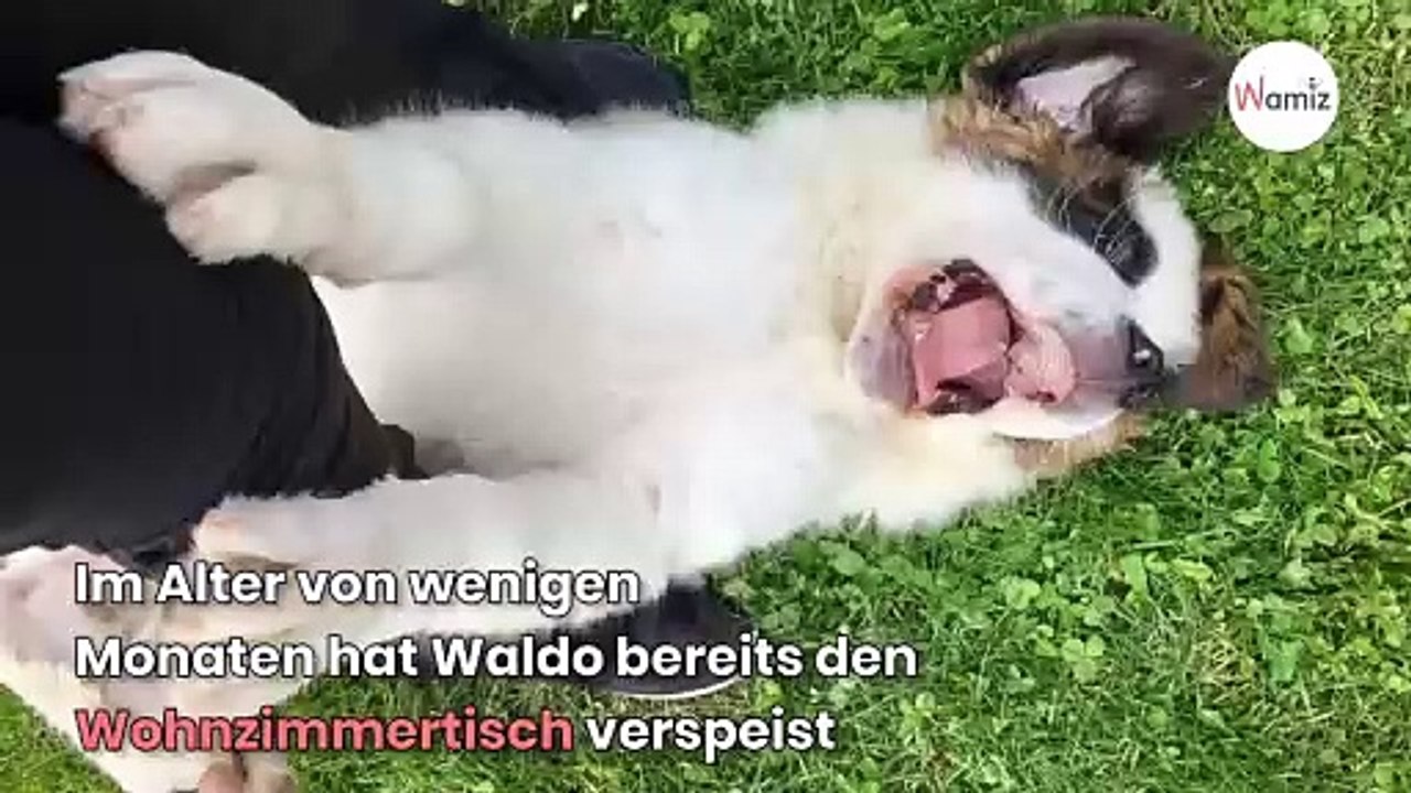 Frau adoptiert süßen Bernhardiner: 3 Jahre später fallen alle aus den Wolken!