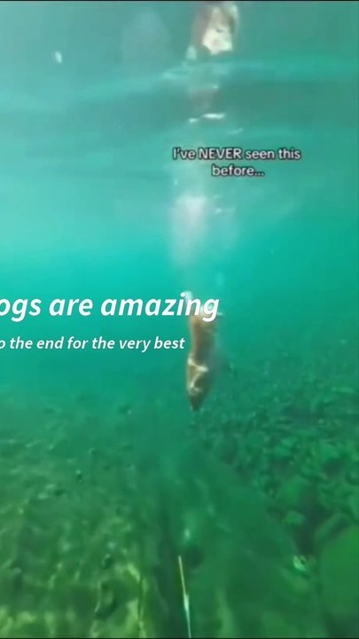 dogs with an IQ at genius level