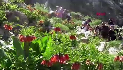 20 günlük ömrü olan çiçeği görmek için dağda 7 Km yürüdüler