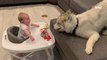 Bebé y husky regalan una escena que te dejará babeando (Vídeo)