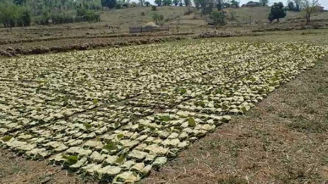 पेसा एक्ट से बदलाव-पहली बार ग्राम सभा से हो रहा तेंदूपत्ता संग्रहण
