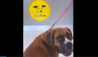 VIDEO DOGS TRUST FOSTER CARERS