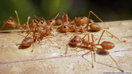 غزو النمل الأحمر الناري لصقلية الإيطالية يهدد أوروبا