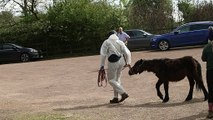 Vets in training at Mare and Foal Sanctuary