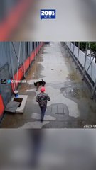 Estos perritos demostraron solidaridad e inteligencia 