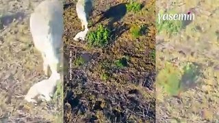 Doğum yapan koyununu buldu ama drone'undan oldu!