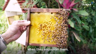 What's the Buzz About Taiwan's Urban Beekeeping?