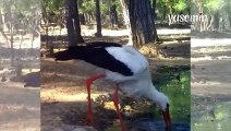 Avlanmak için gölet kenarına gelen leyleğin beslenme anları fotokapanla görüntülendi!