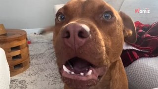 Quand il découvre sa nouvelle maison, ce chien de refuge a une réaction qui ne laisse aucun doute (vidéo)