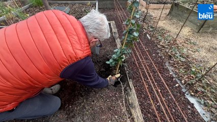 Roland Motte, jardinier : le jasmin étoilé, une grimpante très parfumée