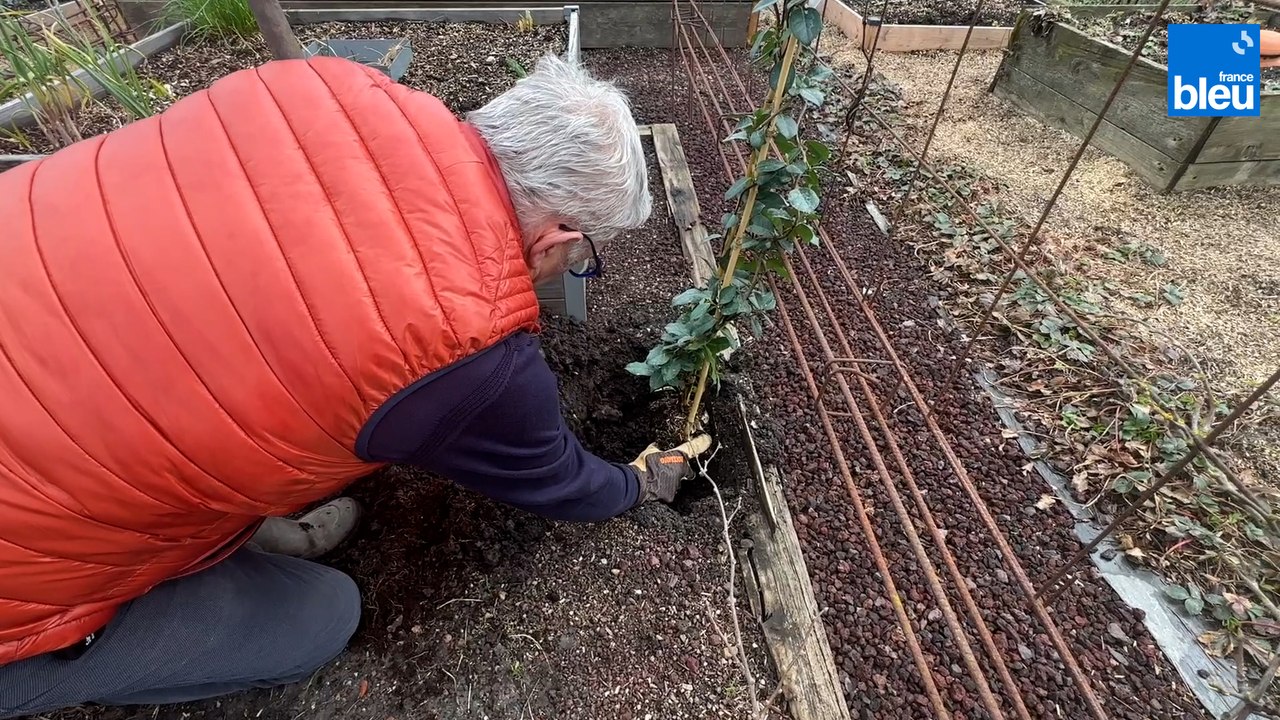 Roland Motte, jardinier : le jasmin étoilé, une grimpante très parfumée