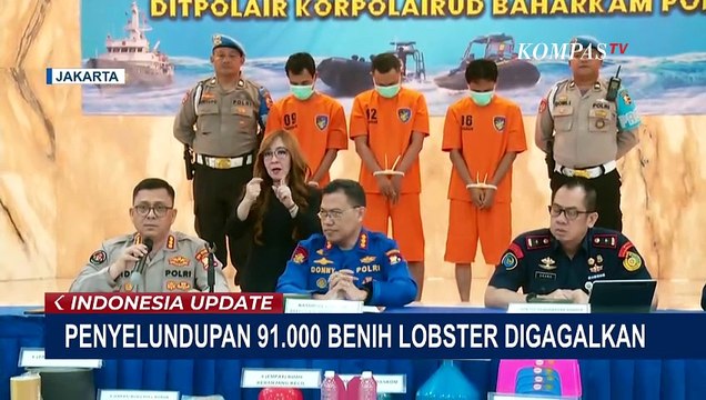 Penyelundupan 91.000 Benih Lobster Senilai Rp19 Miliar Berhasil Digagalkan