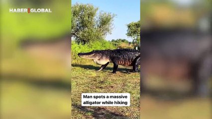 Gören ne olduğuna anlam veremedi: T-Rex timsahın nehir keyfi