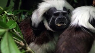 Marwell Zoo - Cotton-headed tamarin