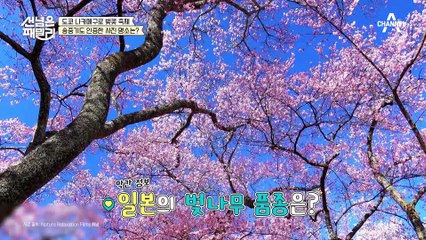 [#선넘은패밀리] 벚꽃 맛집 도쿄 나카메구로♥ 쌈@뽕한(?) 벚꽃 에디션과 환상의 밤 풍경까지!