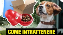 Come intrattenere i cani in casa