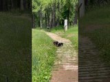 Two Dachshunds Love Playing Together in Serene Mountainous Landscape