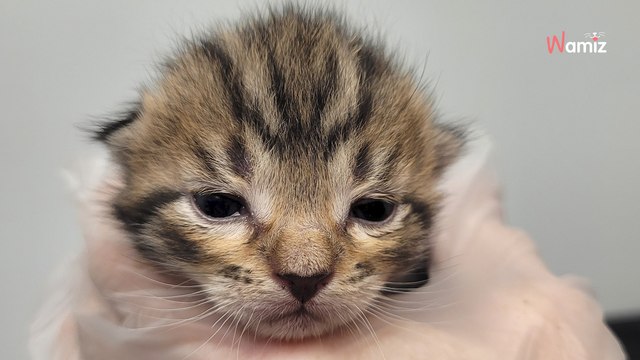 Boîte mystérieuse devant le refuge : les bénévoles trouvent un tas de bébés poilus à l’intérieur