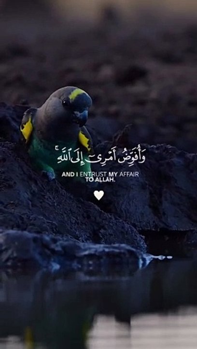 أفوض امري الى الله - I delegate my affairs to God