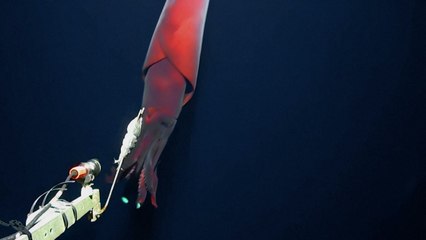 Graban a un calamar bioluminiscente a más de un kilómetro de profundidad en el Pacífico