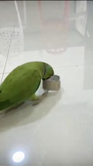 very funny green ring neck parrot