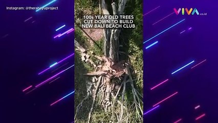 Pohon 100 Tahun Ditebang Demi Bangun Beach Club Bali