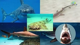 El Tiburón - Animales para Niños - Los Tiburones para Niños (Video Educativo para Niños)