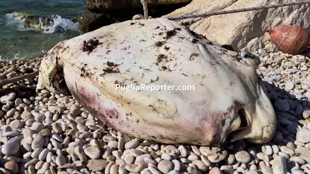 Ocean sunfish on Bisceglie beach (Puglia, italy) - pesce luna spiaggiato