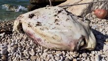 Ocean sunfish on Bisceglie beach (Puglia, italy) - pesce luna spiaggiato