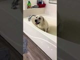 Labrador Pup Energetically Runs While Having Bath