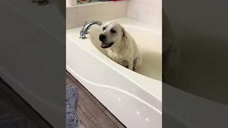 Labrador Pup Energetically Runs While Having Bath