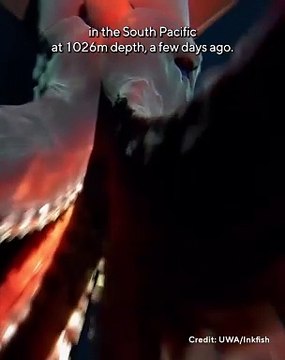 Espécie rara de lula apanhada a 'atordoar' câmara em águas profundas