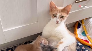 Une chatte et ses bébés sont trouvés dans un champ : grâce aux soins apportés par une bénévole, ils se métamorphosent