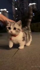 Kitten__Korner_#cats_#whisker_#kittylife_#catlady_#catsofinstagram_#catlovers_#catvideos_#kitty(360p)