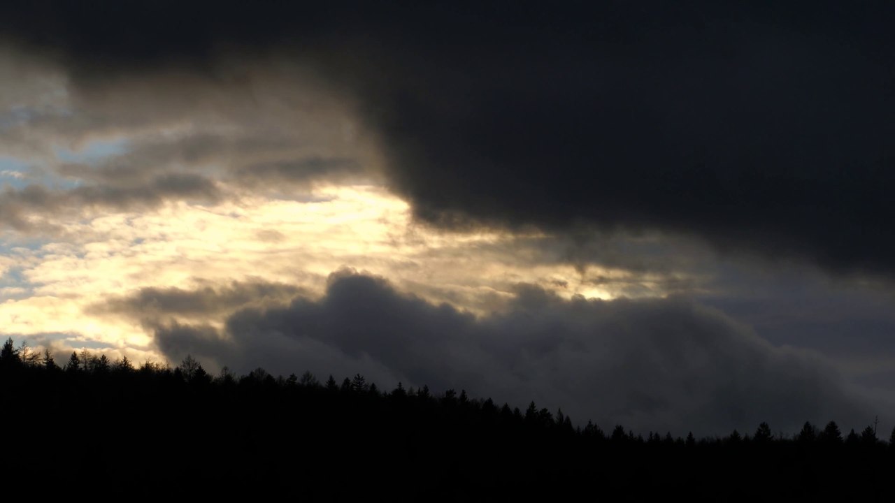 Storm setting over a pine forest